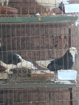 গররা কবুতর