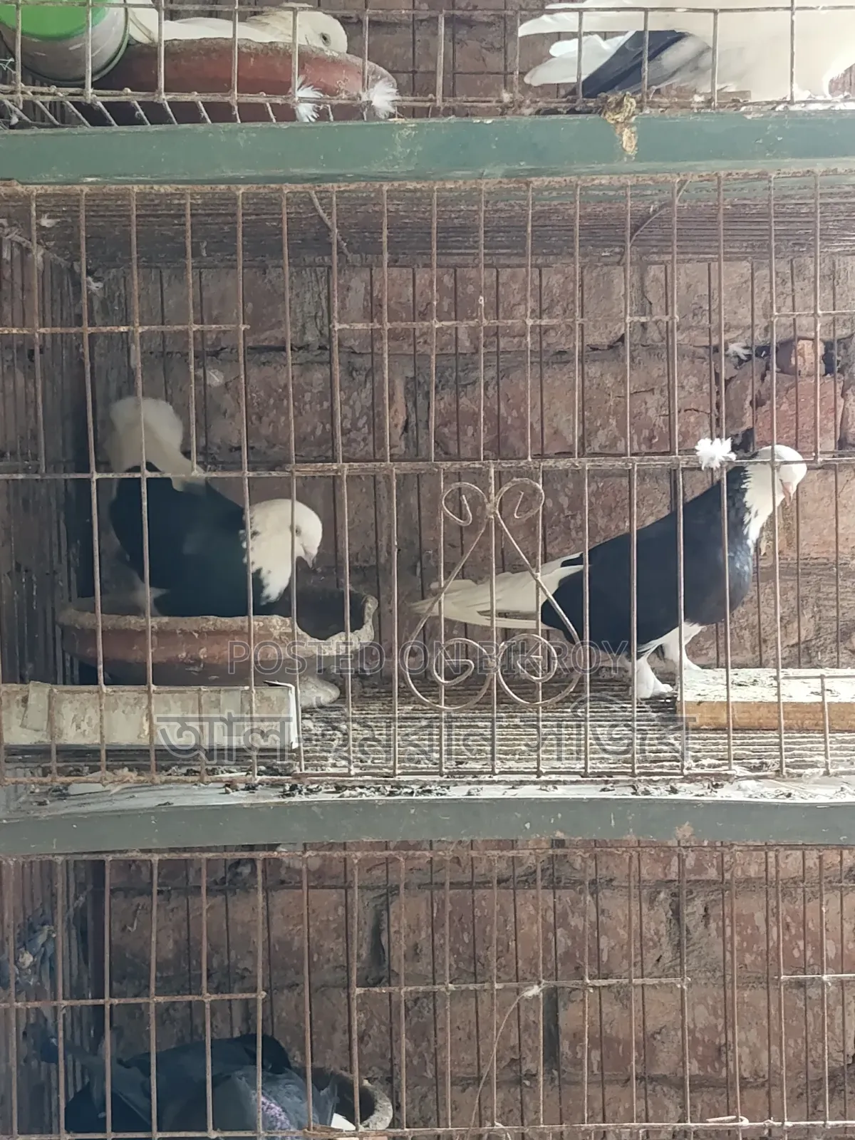 গররা কবুতর