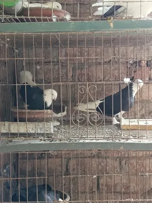 গররা কবুতর