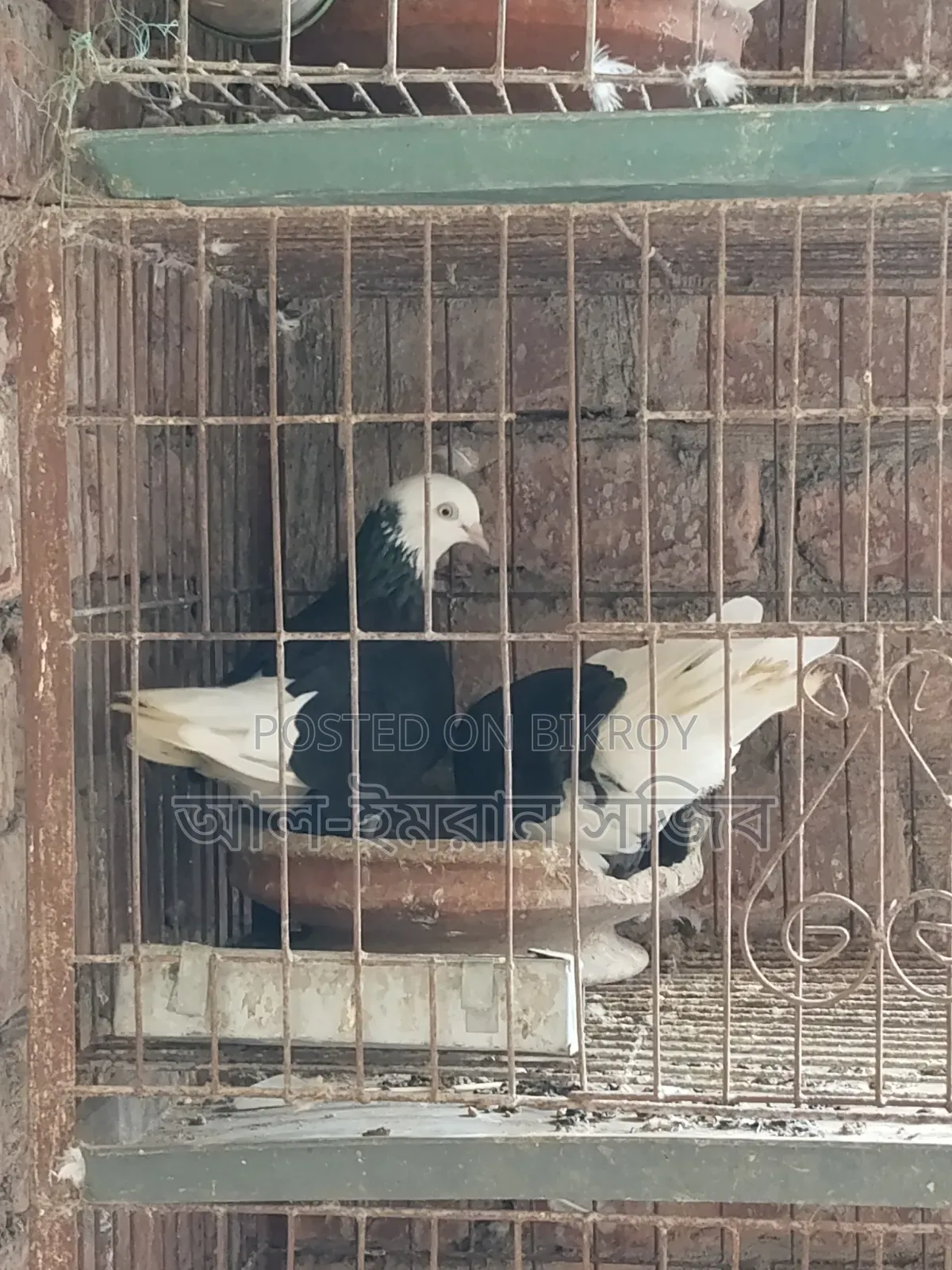 গররা কবুতর