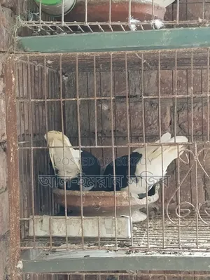 গররা কবুতর