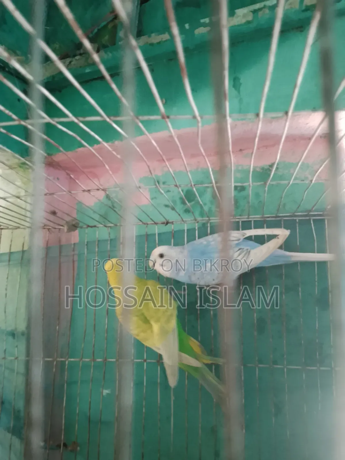 খাচাসহ বাজ্রিগা বাচ্চাসহ বিক্রি করা হবে