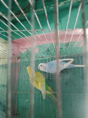 খাচাসহ বাজ্রিগা বাচ্চাসহ বিক্রি করা হবে
