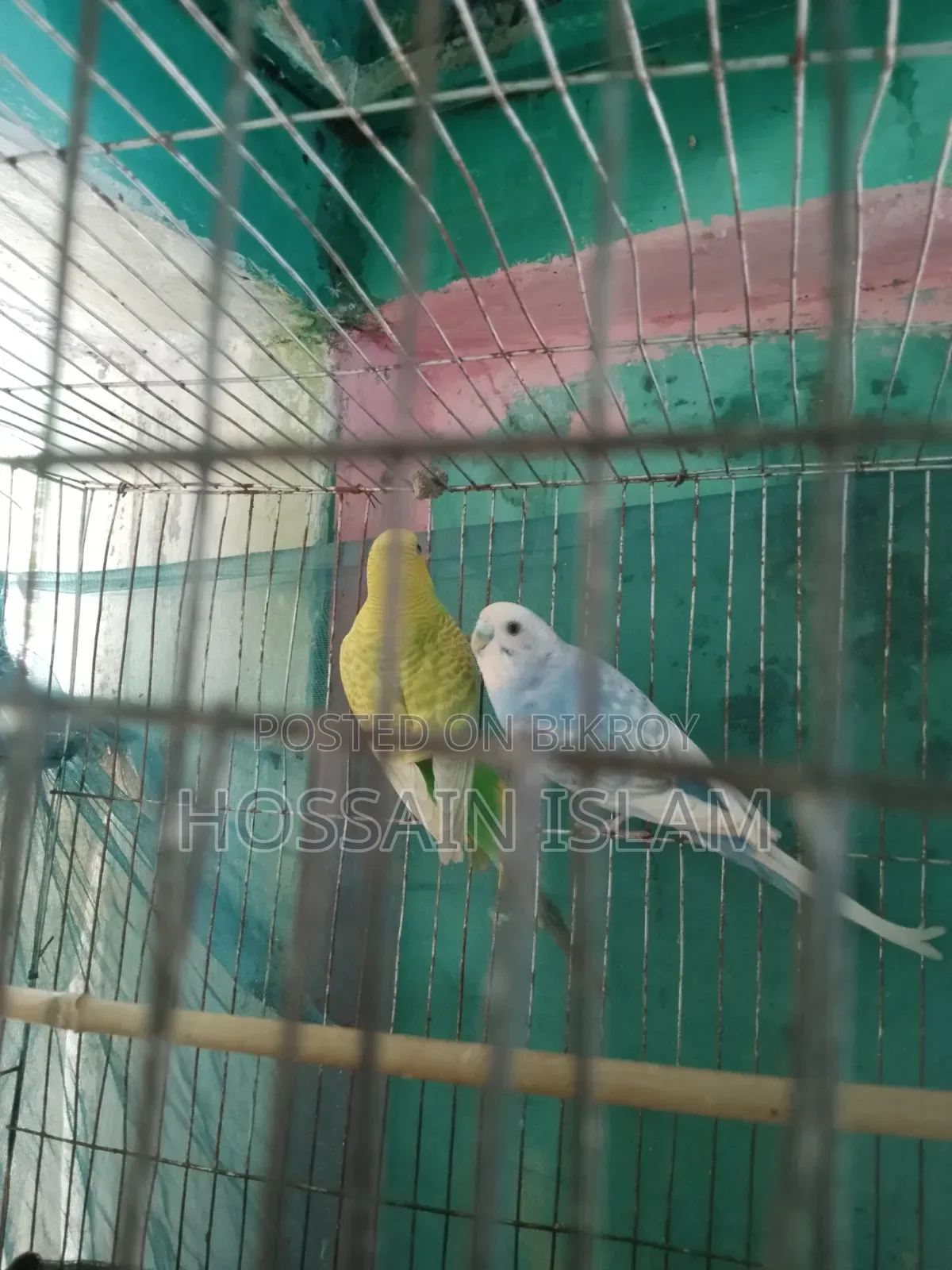 খাচাসহ বাজ্রিগা বাচ্চাসহ বিক্রি করা হবে
