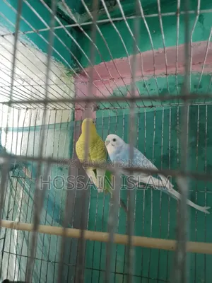 খাচাসহ বাজ্রিগা বাচ্চাসহ বিক্রি করা হবে