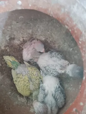 খাচাসহ বাজ্রিগা বাচ্চাসহ বিক্রি করা হবে