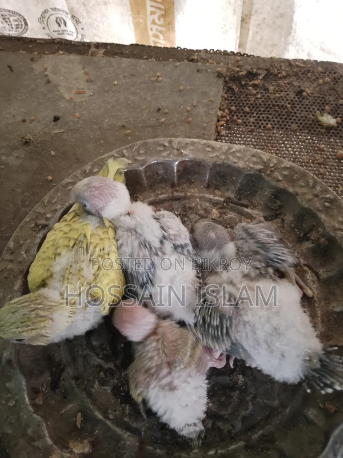 খাচাসহ বাজ্রিগা বাচ্চাসহ বিক্রি করা হবে