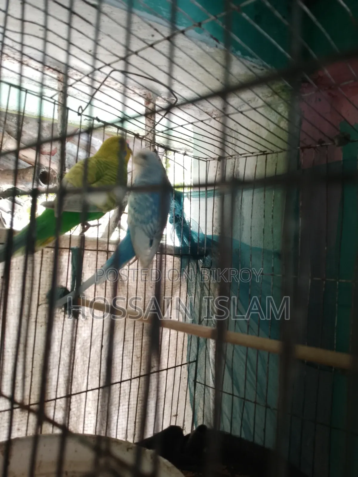 খাচাসহ বাজ্রিগা বাচ্চাসহ বিক্রি করা হবে