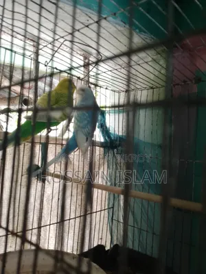 খাচাসহ বাজ্রিগা বাচ্চাসহ বিক্রি করা হবে