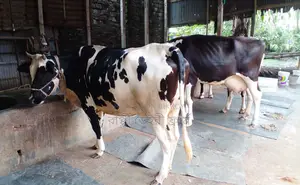 2 high-quality cows of number 1418 will be sold.
