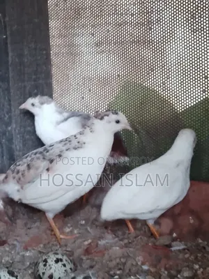 কিং কোয়েল বিক্রি করা হবে