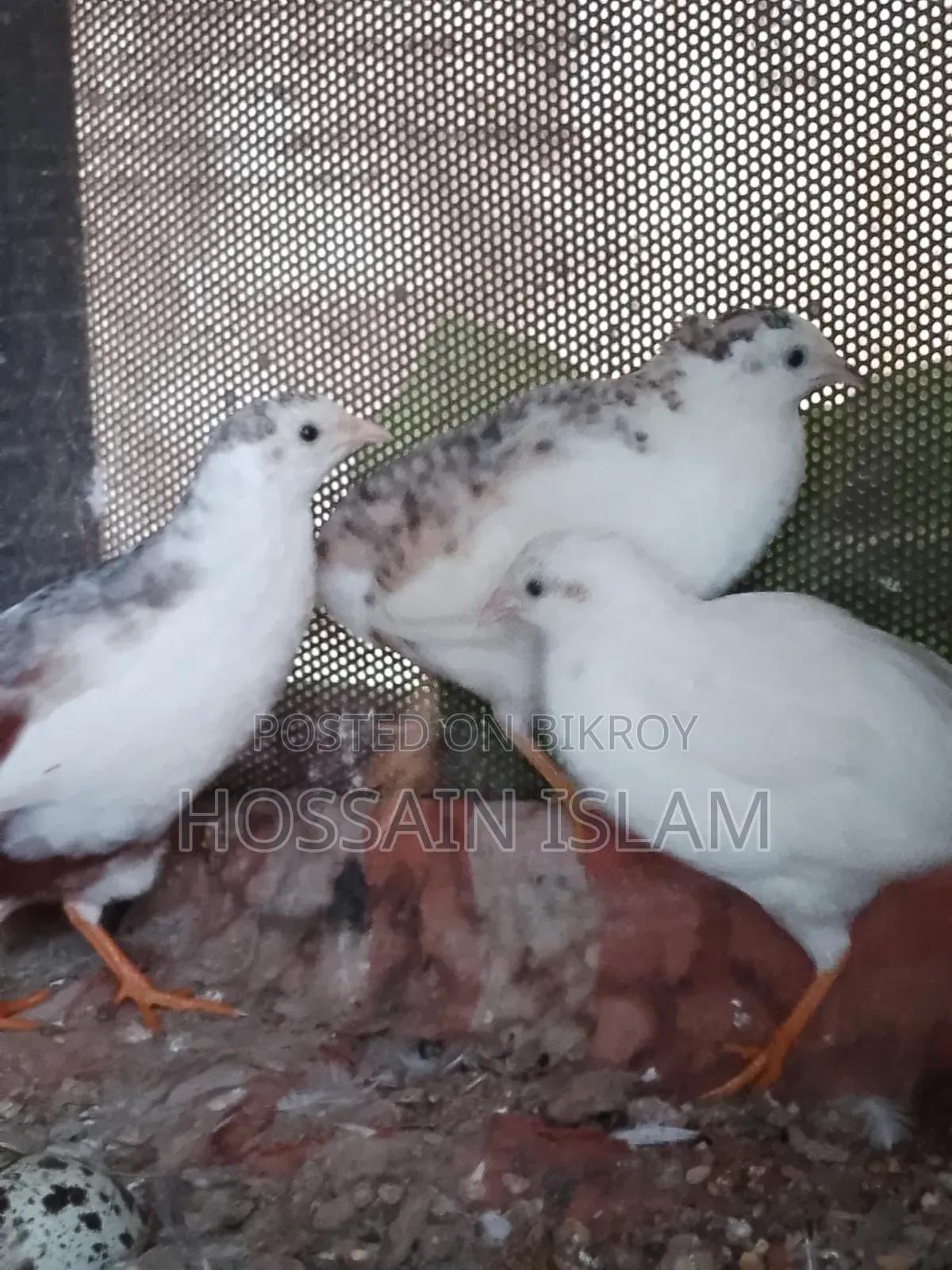 কিং কোয়েল বিক্রি করা হবে
