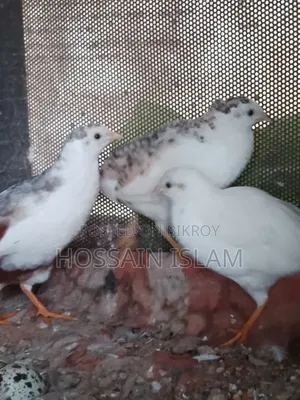 কিং কোয়েল বিক্রি করা হবে