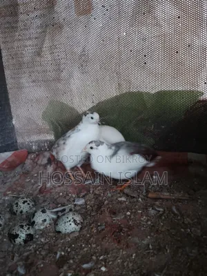 কিং কোয়েল বিক্রি করা হবে