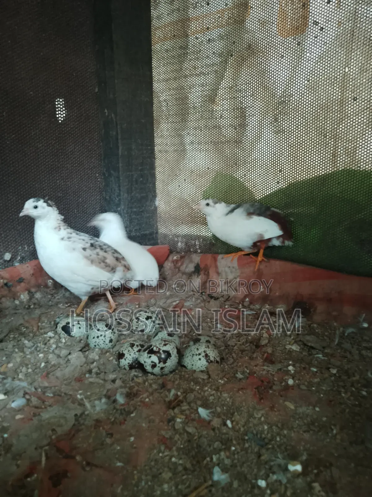 কিং কোয়েল বিক্রি করা হবে