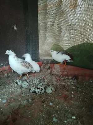 কিং কোয়েল বিক্রি করা হবে