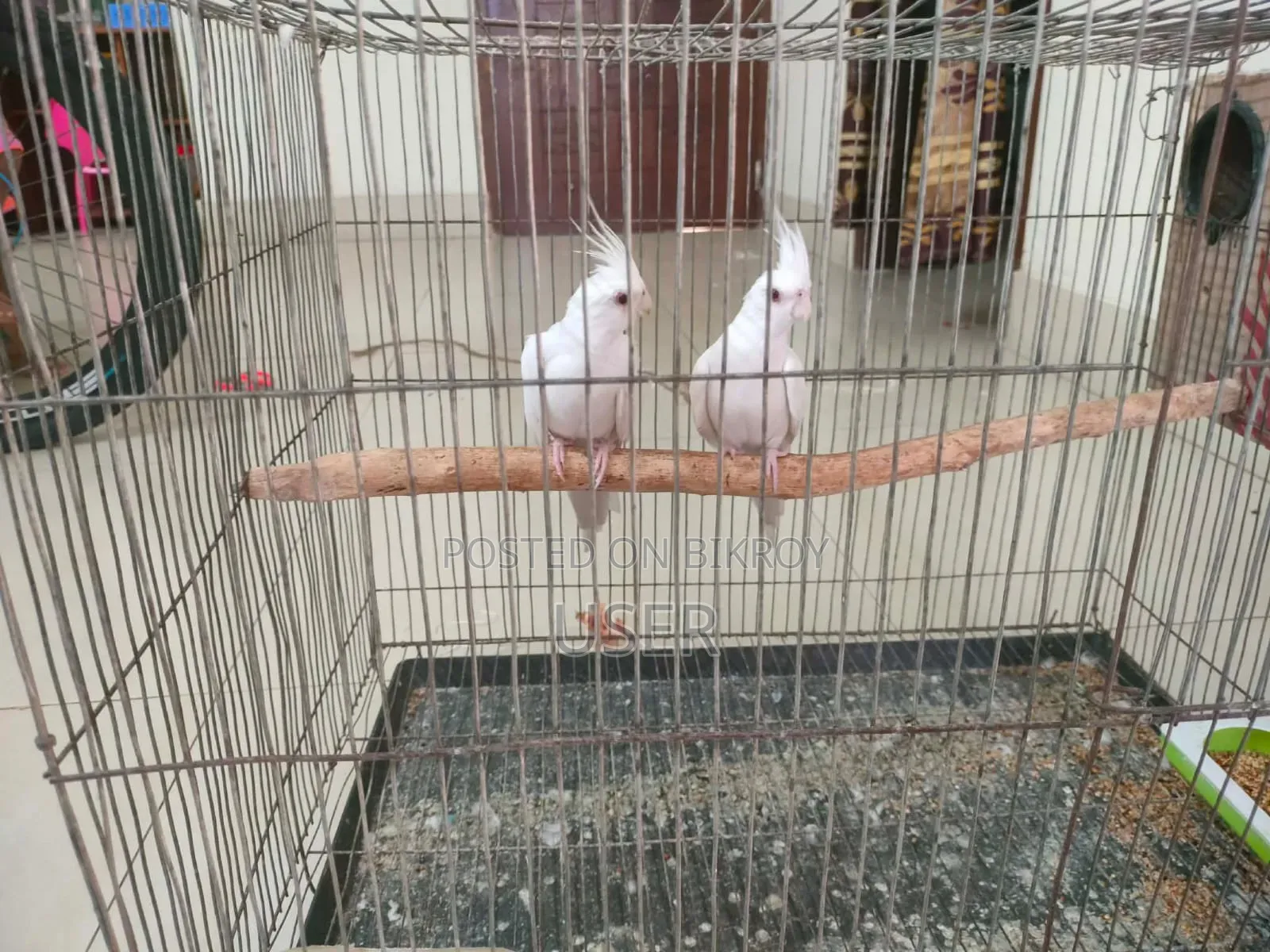 Cockatiel Adult Birds