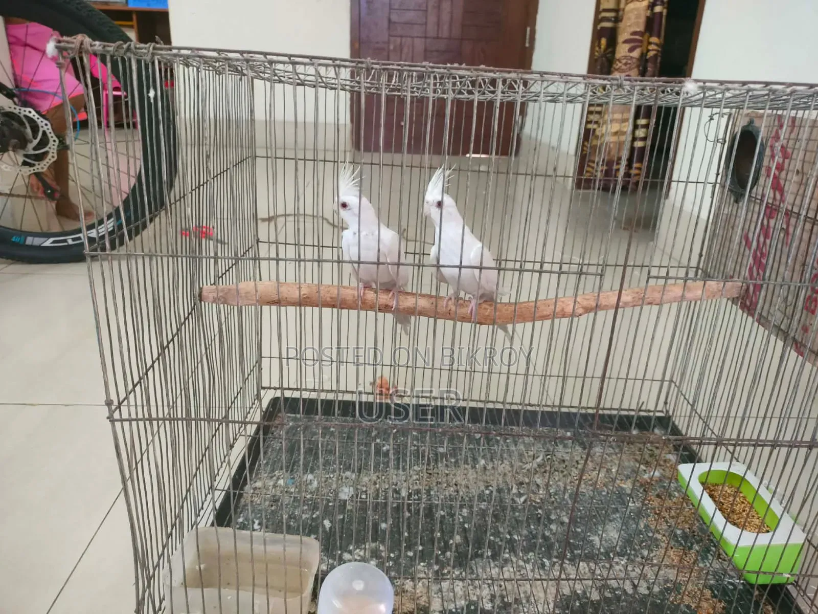 Cockatiel Adult Birds