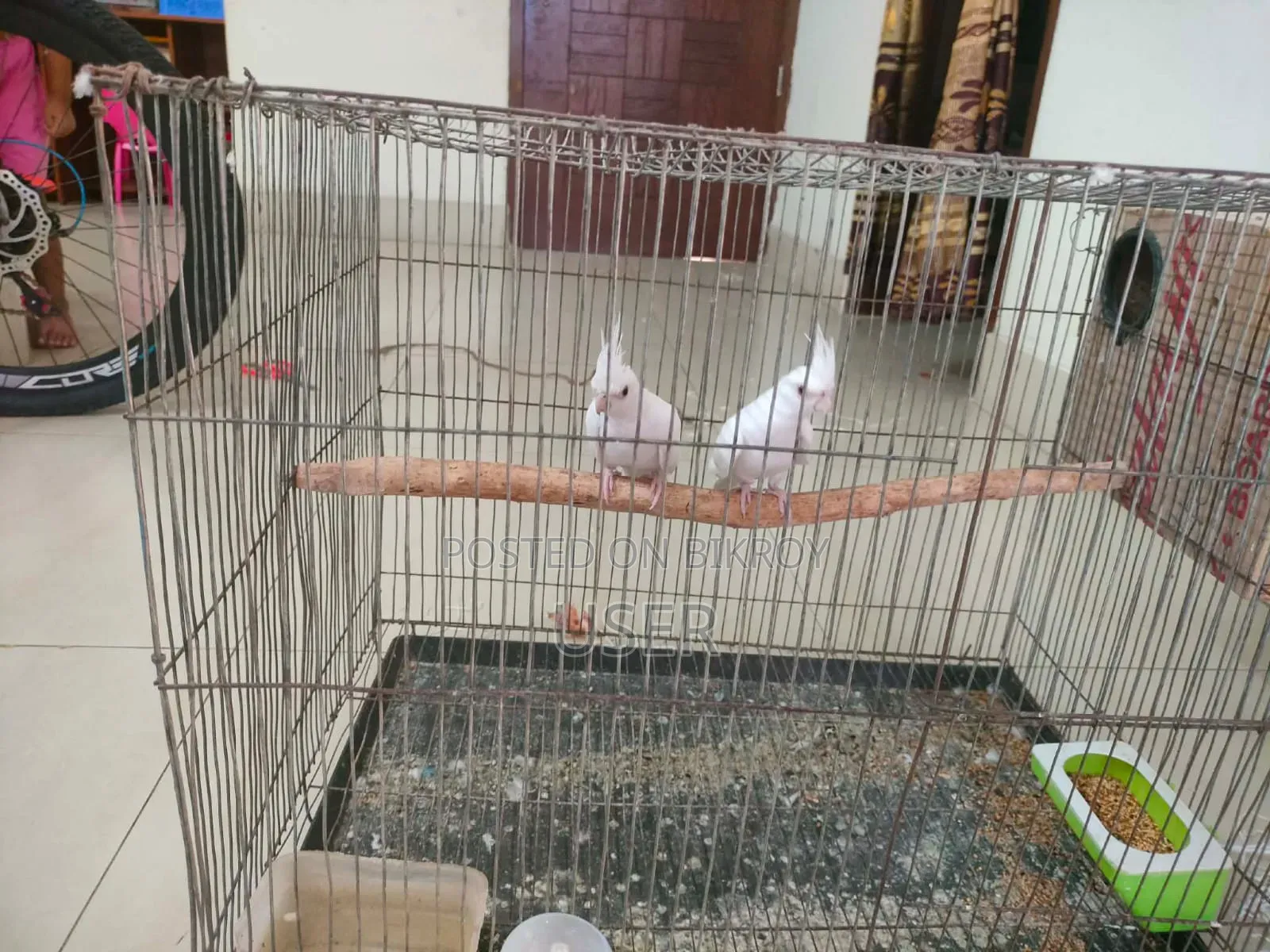 Cockatiel Adult Birds