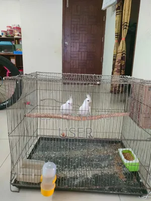 Cockatiel Adult Birds
