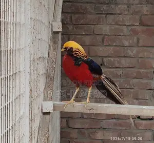 Golden Pheasant Male Only