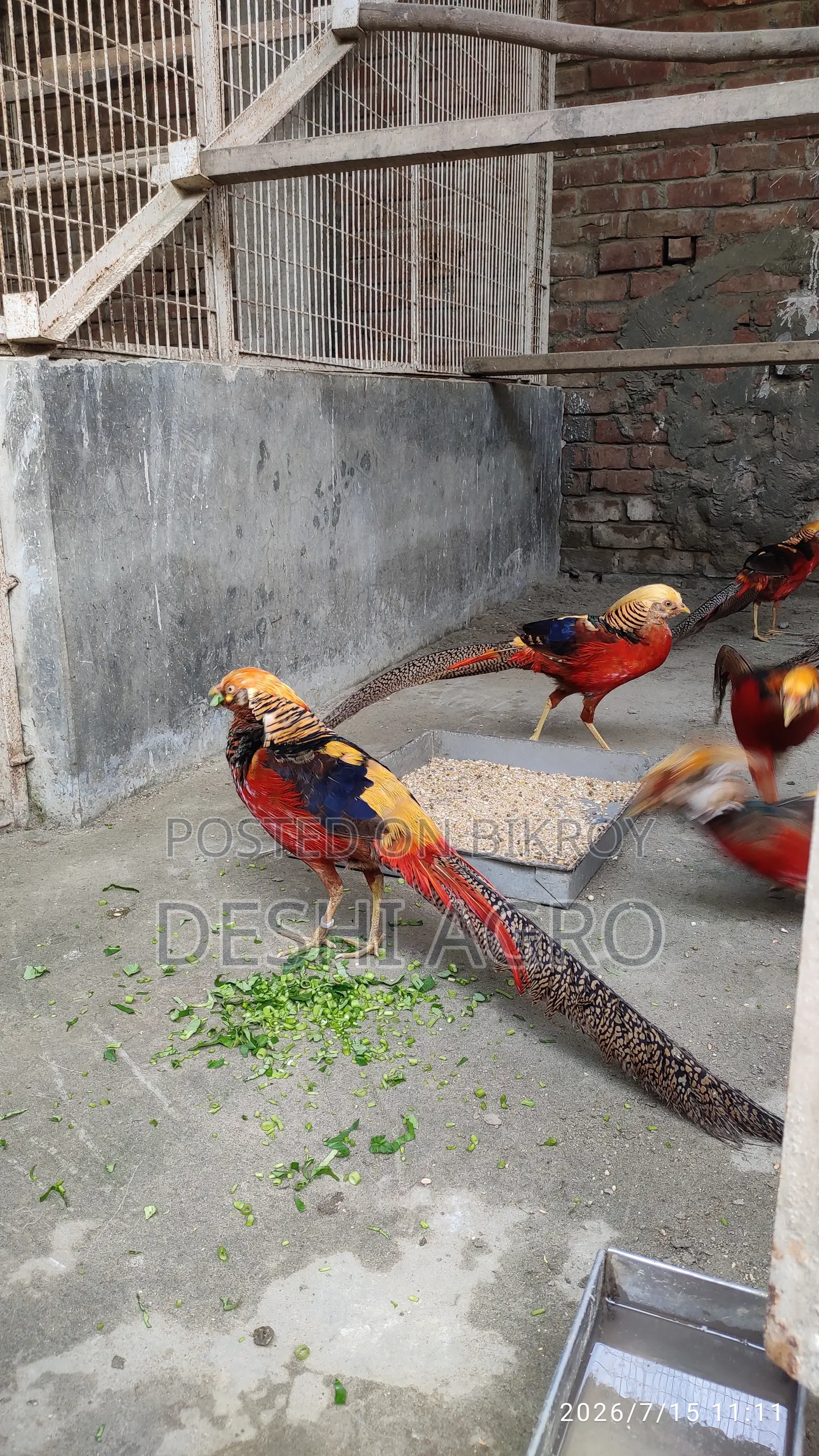 Golden Pheasant Male Only