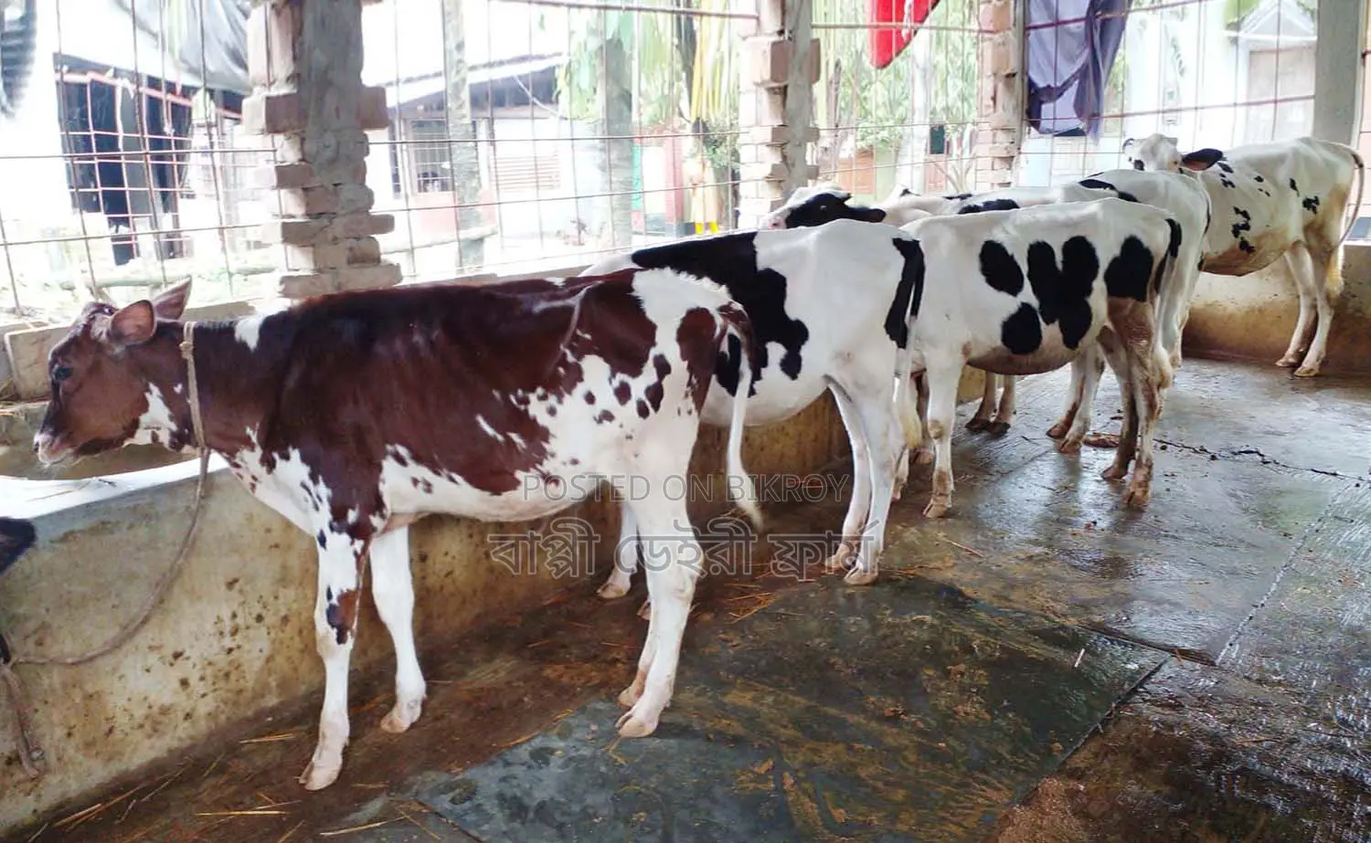 1419 No. 5 High-Quality Heifer Calves for Sale