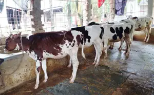 1419 No. 5 High-Quality Heifer Calves for Sale