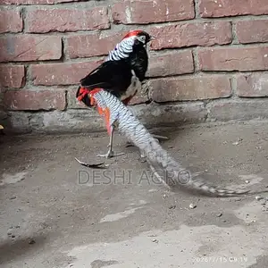 Lady Amster Pheasant Male Only