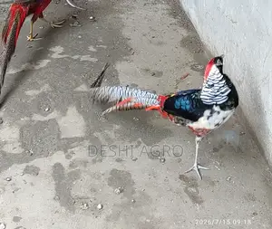 Lady Amster Pheasant Male Only