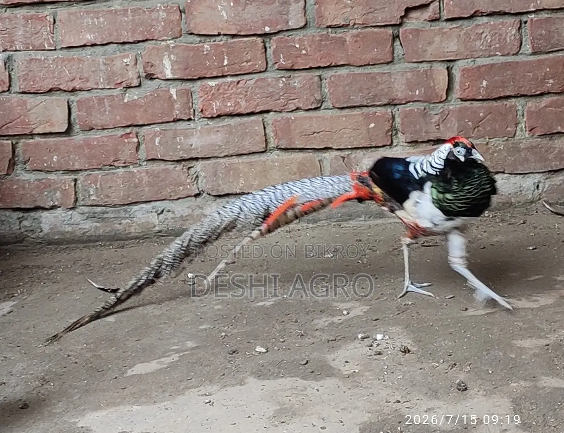 Lady Amster Pheasant Male Only