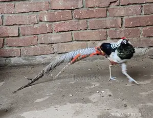 Lady Amster Pheasant Male Only