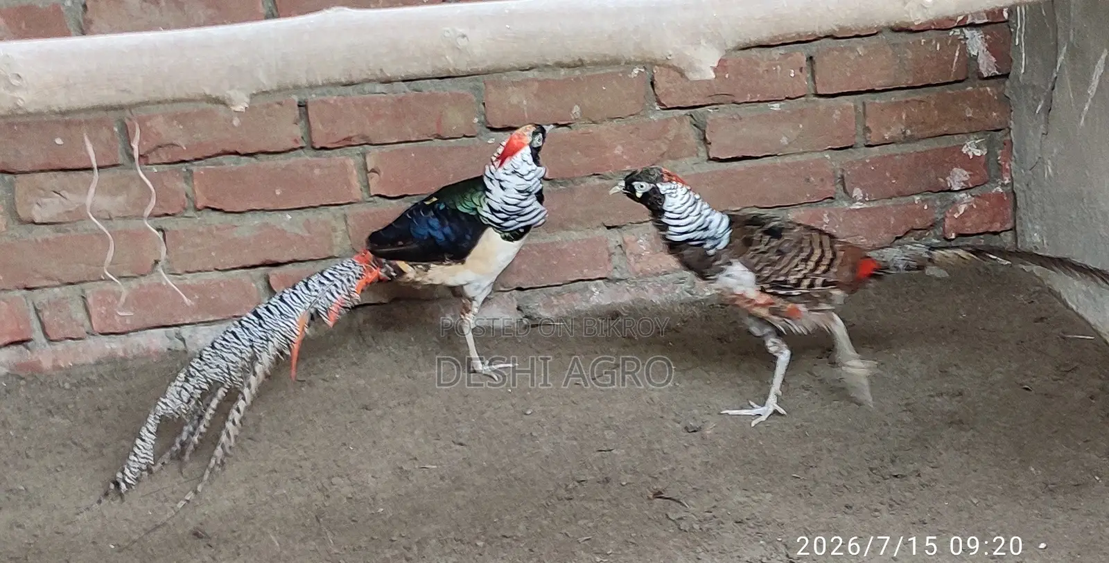 Lady Amster Pheasant Male Only