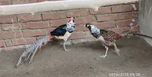 Lady Amster Pheasant Male Only