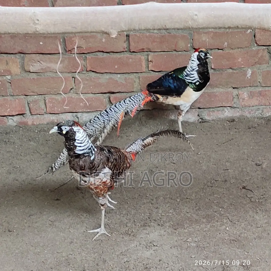 Lady Amster Pheasant Male Only
