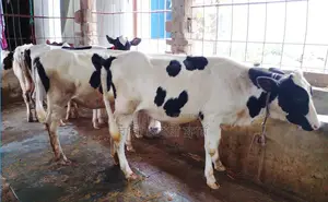 1420 number 4 improved breed heifers will be sold.