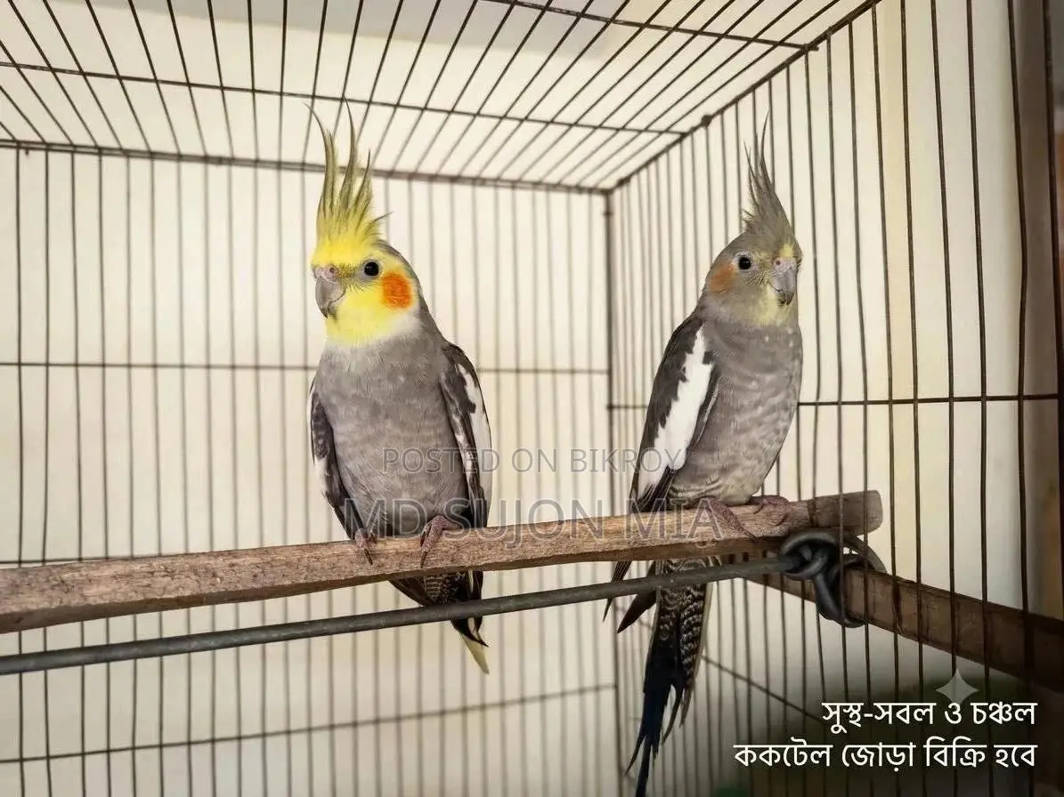 পাখি প্রেমিকদের জন্য একজোড়া মিষ্টি ও চঞ্চল ককটেল
