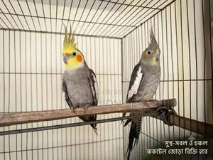 পাখি প্রেমিকদের জন্য একজোড়া মিষ্টি ও চঞ্চল ককটেল