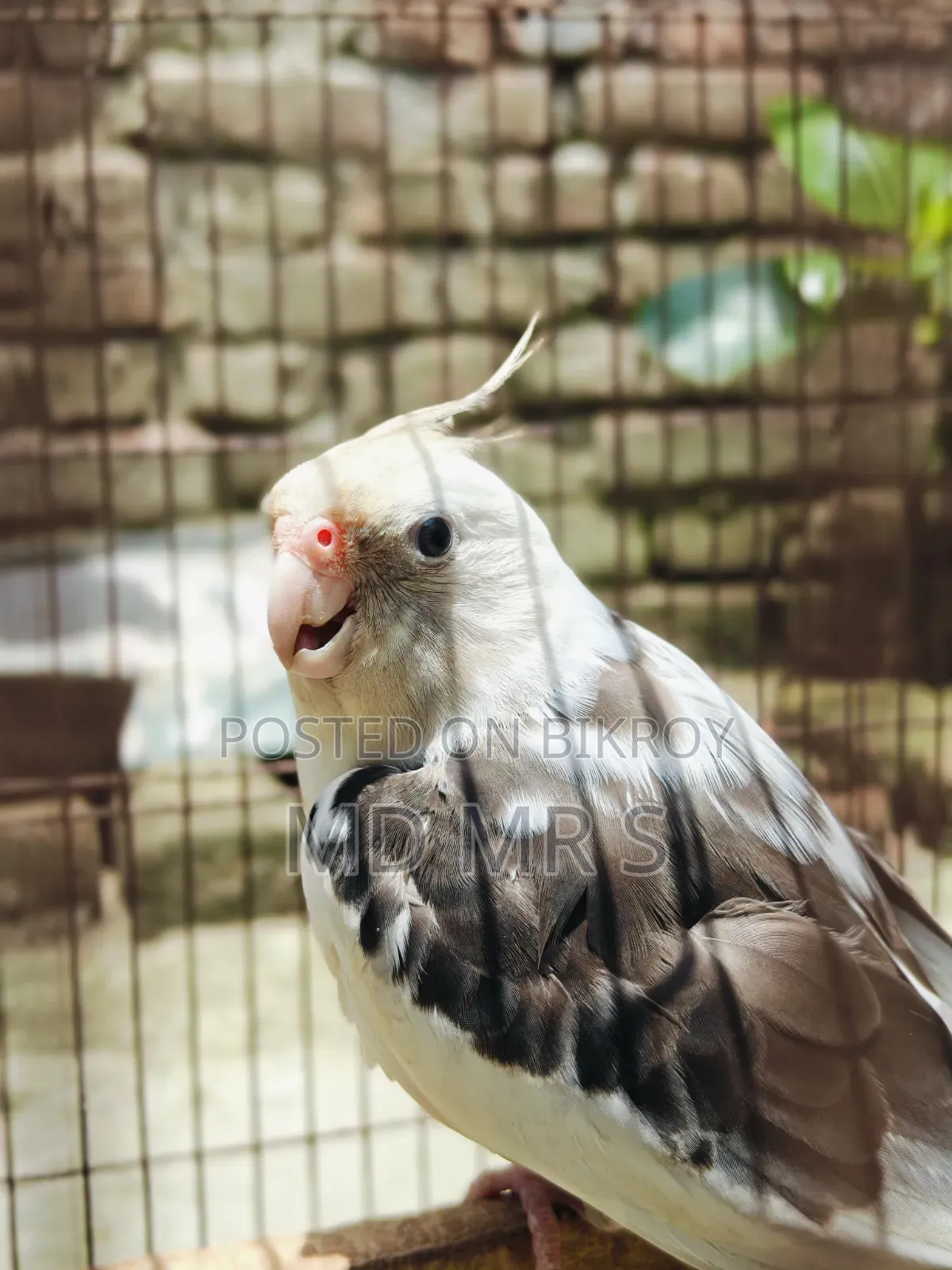 ফুল টেম ককাটেল