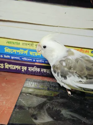 ফুল টেম ককাটেল