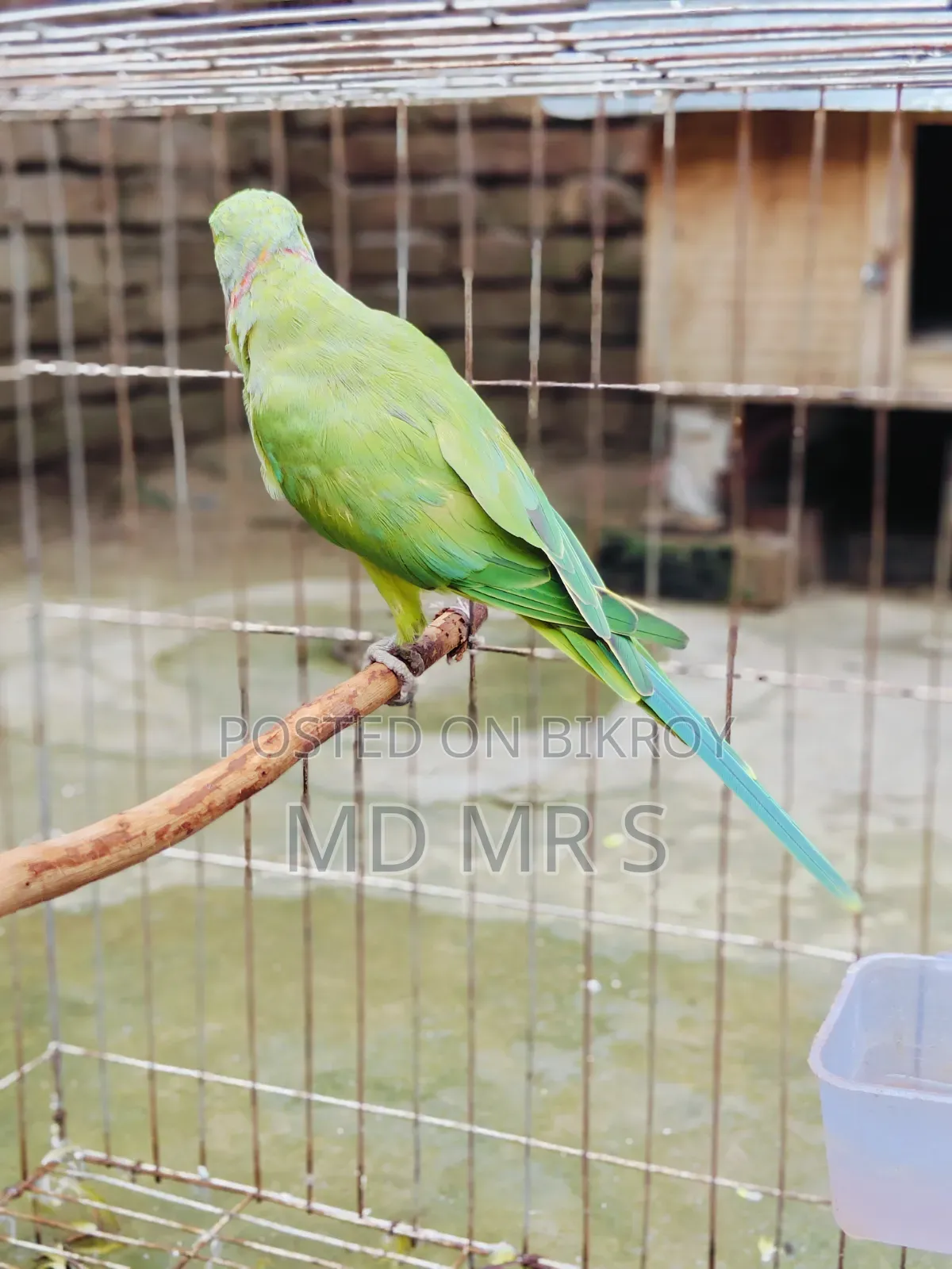 Ringneck Pair