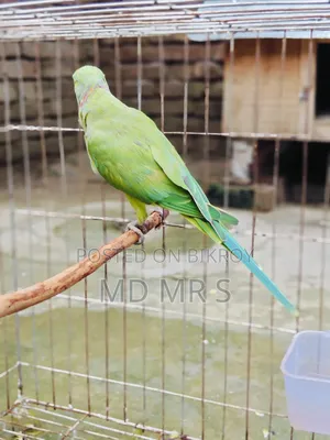 Ringneck Pair