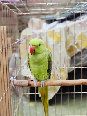 Ringneck Pair