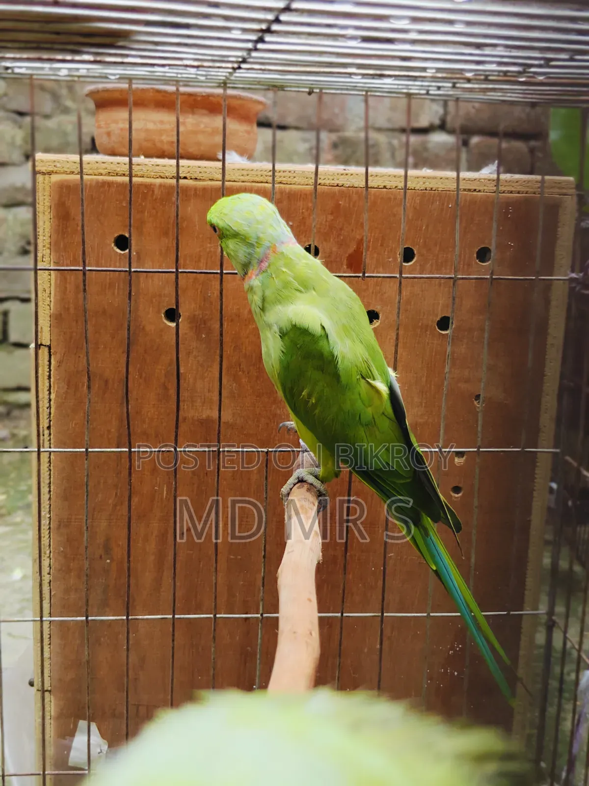 Ringneck Pair