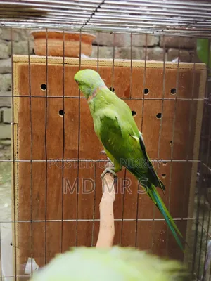 Ringneck Pair