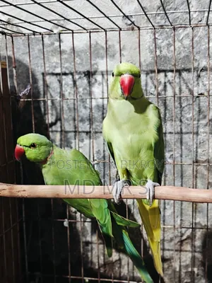Ringneck Pair