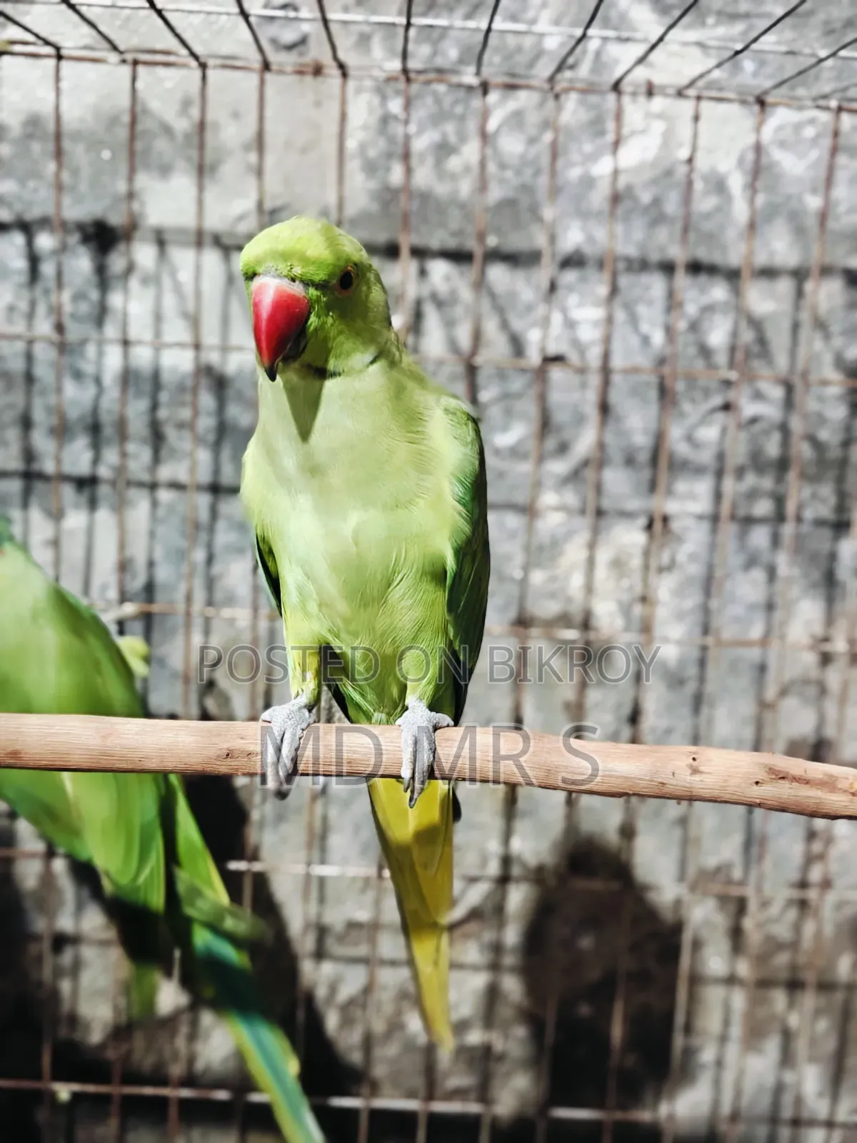 Ringneck Pair