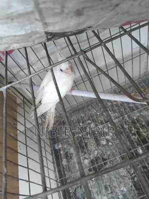 ককাটেল পাখি বিক্রির জন্য
