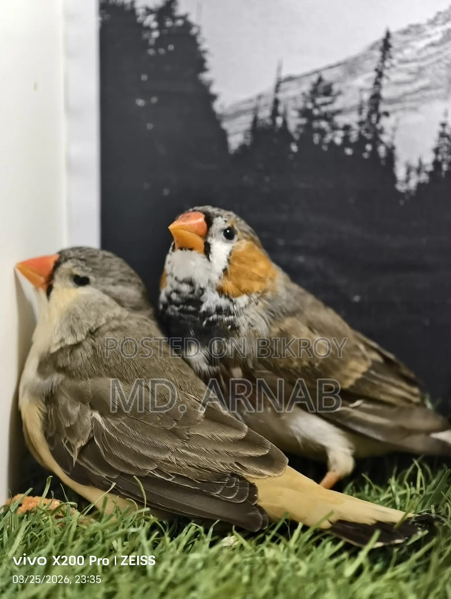 Jumbo Finch Adult Pair