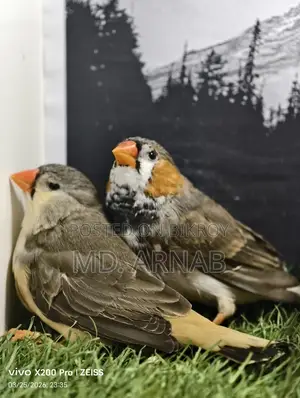 Jumbo Finch Adult Pair